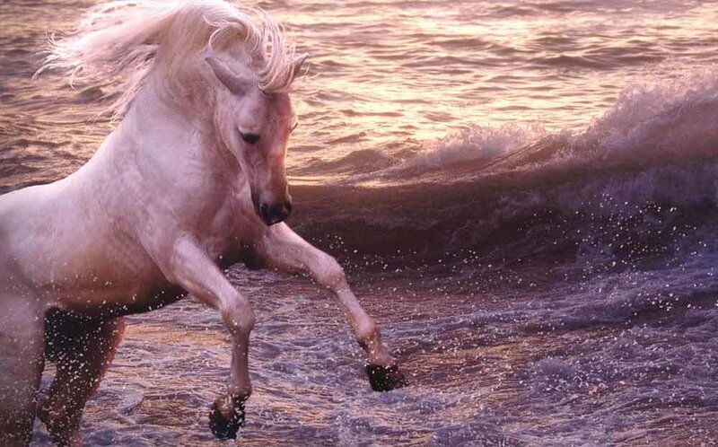 White Horse Running — Dramatic, Sunset, Photograph, Ocean