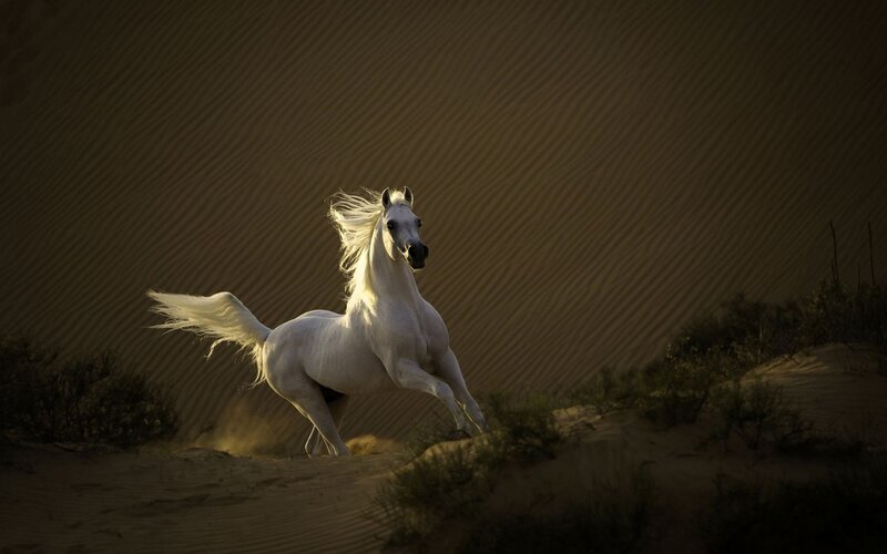 White Horse Running — Dramatic, Sunset, Photograph, Sand Dunes