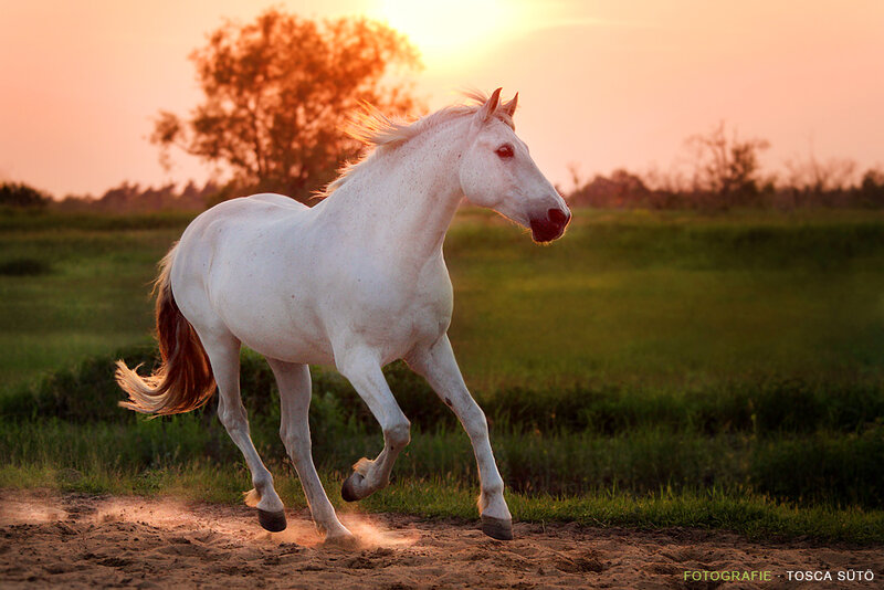 White Horse Running — Dramatic, Sunset, Photograph
