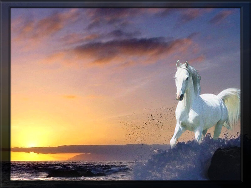 White Horse Running — Dramatic, Sunset