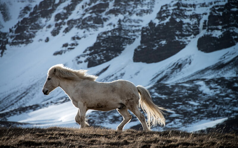 White Horse Running — Dramatic, Winter