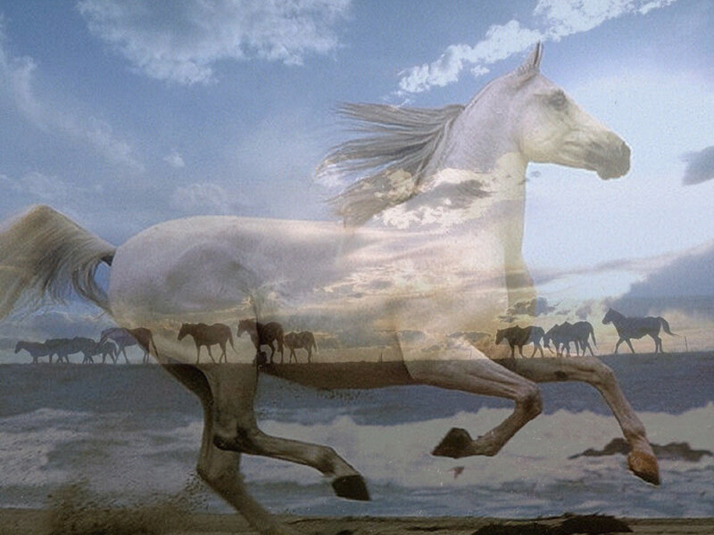 White Horse Running — Dynamic, Afternoon, Digital Art