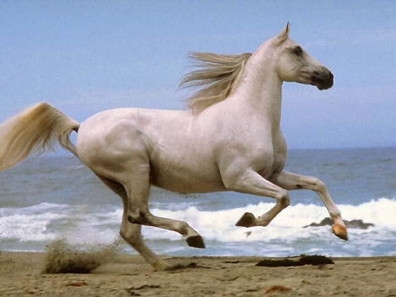 White Horse Running — Dynamic, Afternoon, Photograph, Beach, Ocean, Sky, Blue