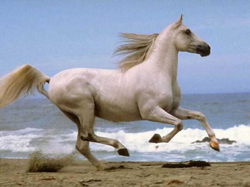 White Horse Running — Dynamic, Afternoon, Photograph, Beach, Ocean