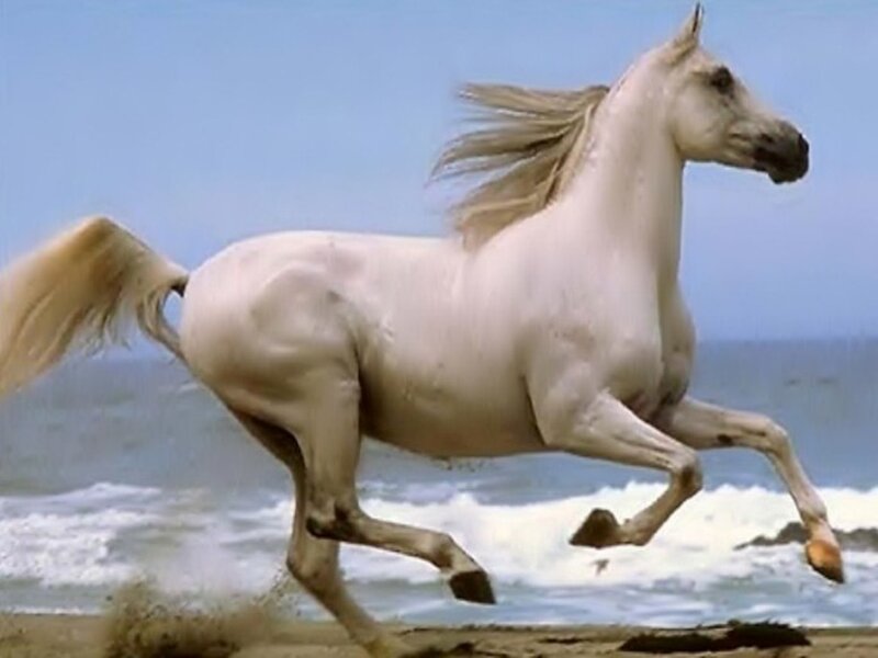 White Horse Running — Dynamic, Afternoon, Photograph, Beach