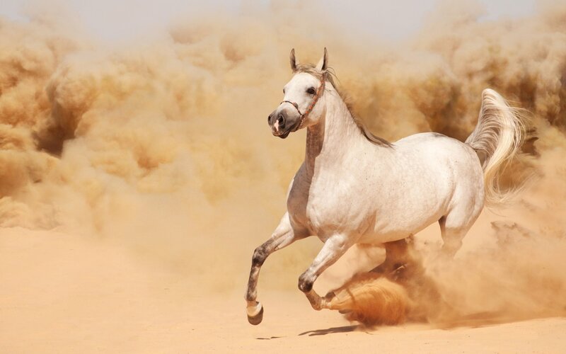 White Horse Running — Dynamic, Afternoon, Photograph, Dust, Sand