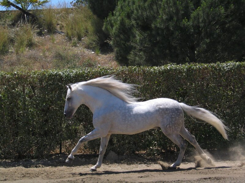 White Horse Running — Dynamic, Afternoon, Photograph, Dust