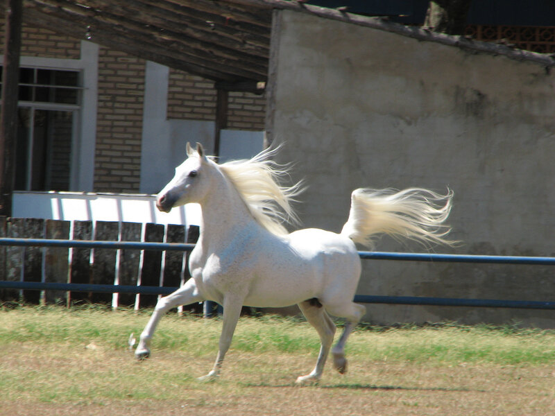 White Horse Running — Dynamic, Afternoon, Photograph, Fence, Building