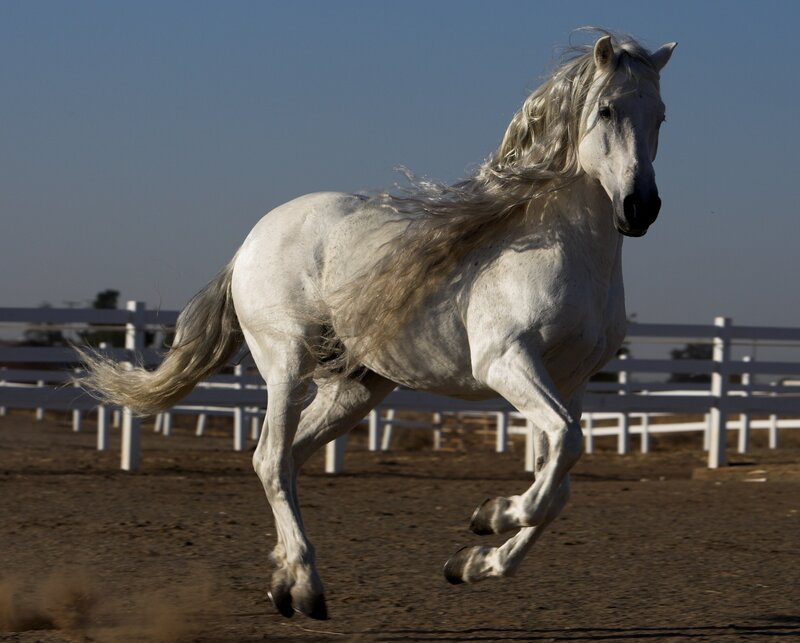 White Horse Running — Dynamic, Afternoon, Photograph, Fence, Dirt Ground, Sky