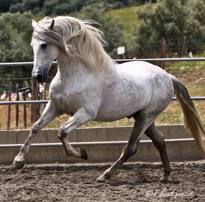 White Horse Running — Dynamic, Afternoon, Photograph, Fence, Dirt Ground