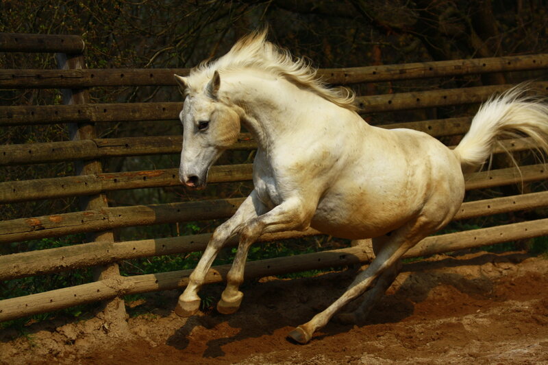 White Horse Running — Dynamic, Afternoon, Photograph, Fence, Dirt Ground, Trees