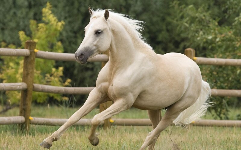 White Horse Running — Dynamic, Afternoon, Photograph, Fence, Grass, Trees, Green
