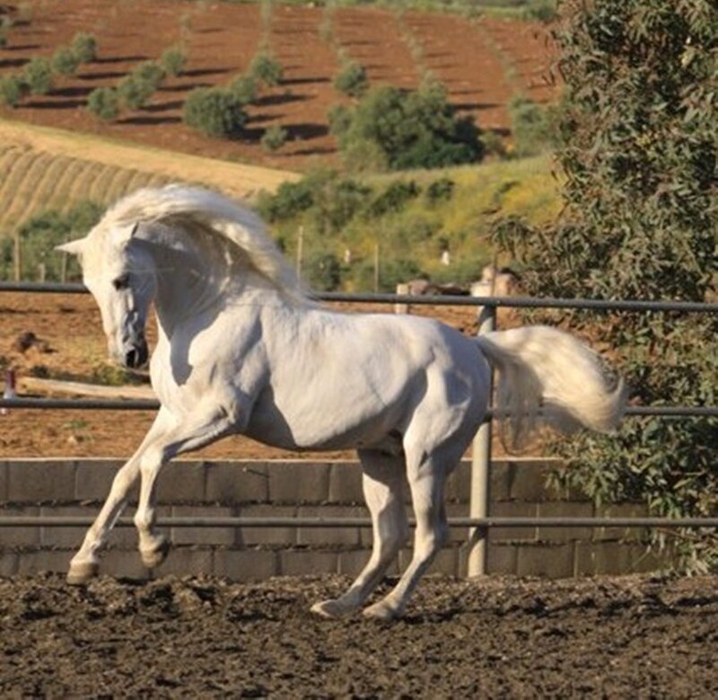 White Horse Running — Dynamic, Afternoon, Photograph, Fence, Hills