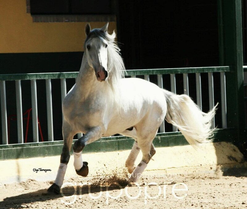 White Horse Running — Dynamic, Afternoon, Photograph, Fence, Sand