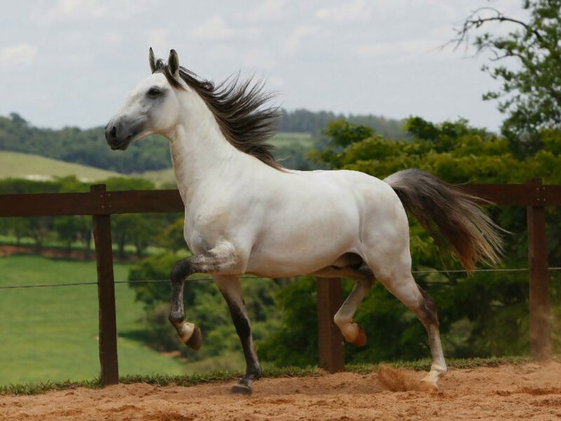 White Horse Running — Dynamic, Afternoon, Photograph, Fence, Sandy Ground