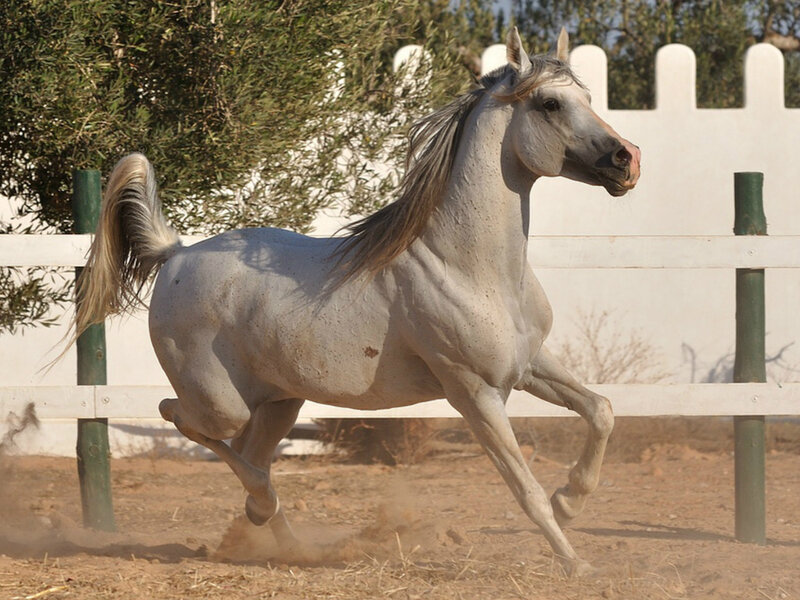 White Horse Running — Dynamic, Afternoon, Photograph, Fence, Trees, Dust