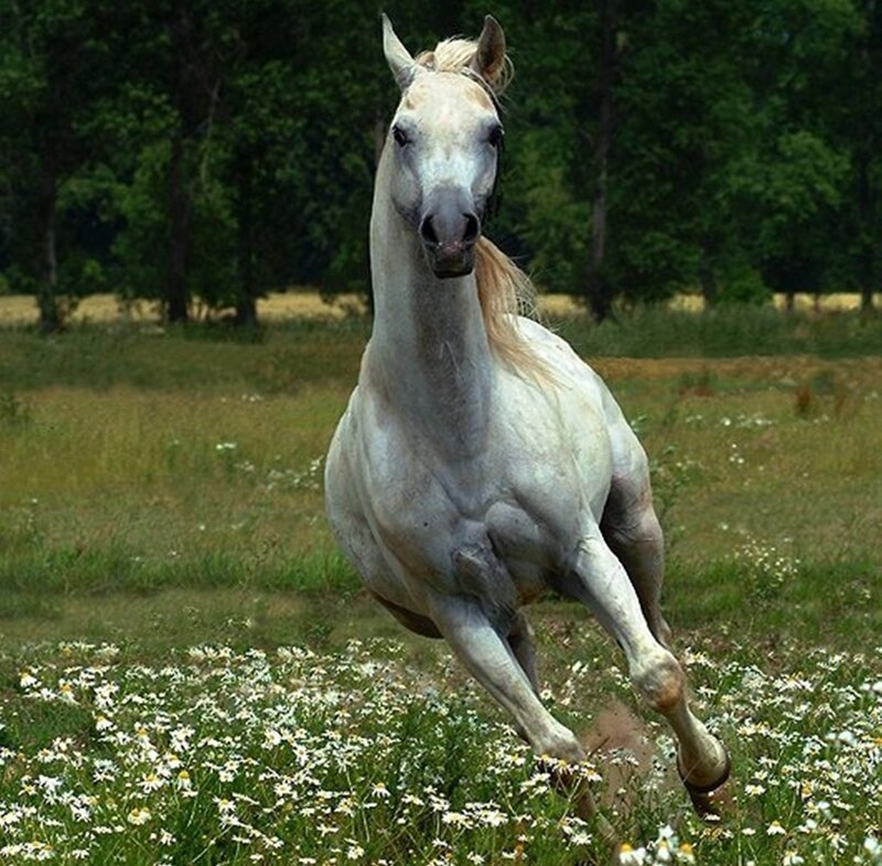 White Horse Running — Dynamic, Afternoon, Photograph, Field, Flowers