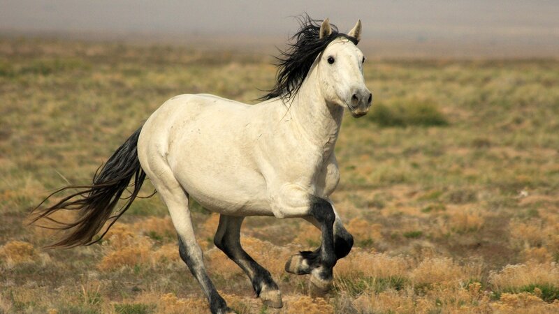 White Horse Running — Dynamic, Afternoon, Photograph, Field, Grass