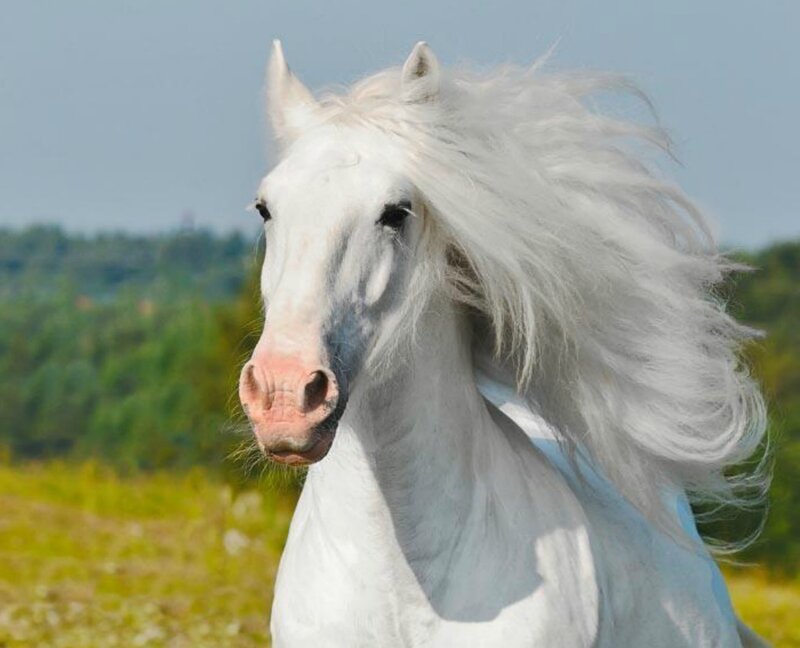 White Horse Running — Dynamic, Afternoon, Photograph, Field, Sky