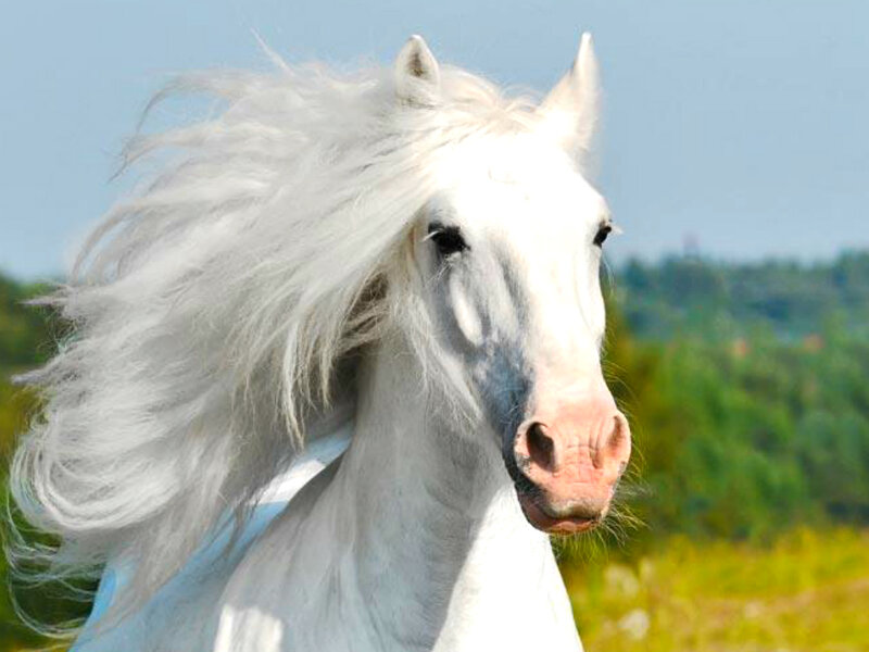 White Horse Running — Dynamic, Afternoon, Photograph, Field, Sky, Trees