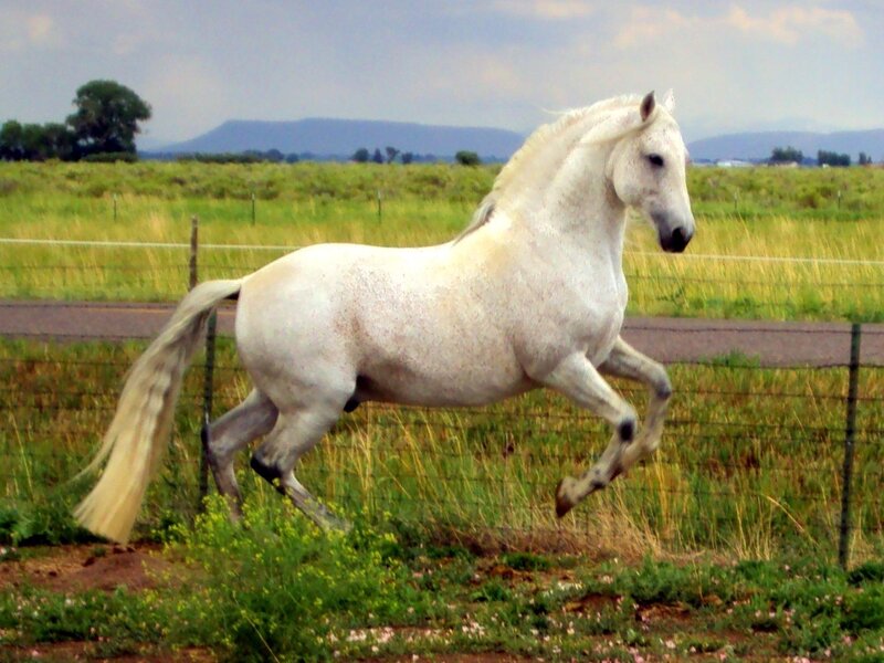 White Horse Running — Dynamic, Afternoon, Photograph, Field