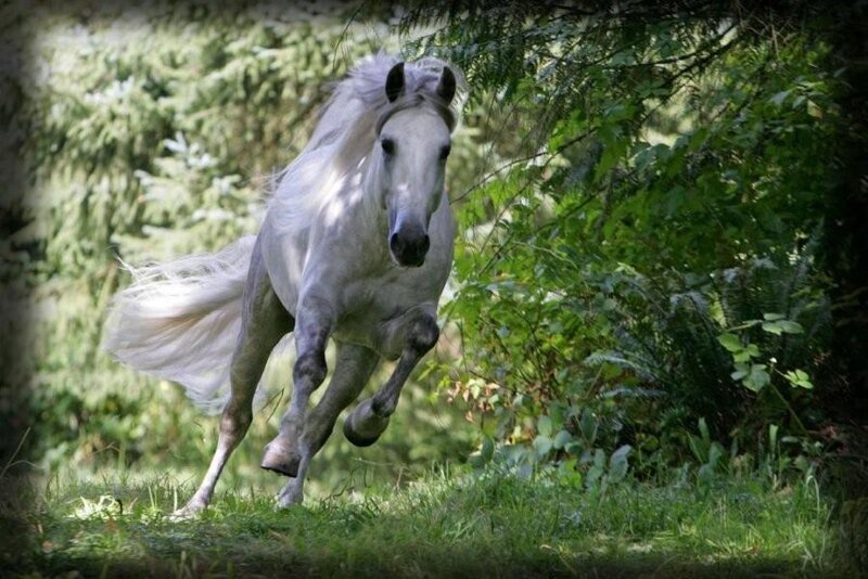 White Horse Running — Dynamic, Afternoon, Photograph, Forest