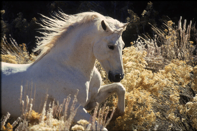 White Horse Running — Dynamic, Afternoon, Photograph, Grass, Brush