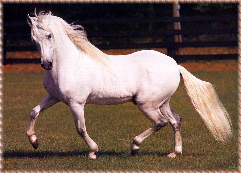White Horse Running — Dynamic, Afternoon, Photograph, Grass Field