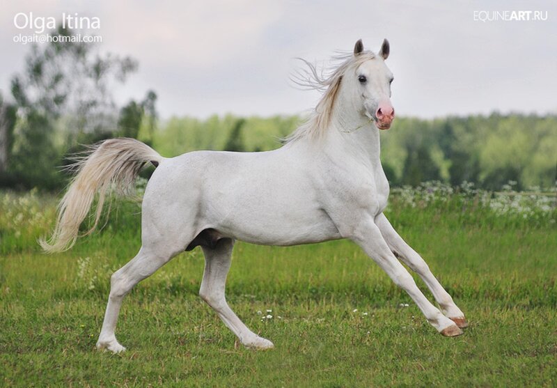 White Horse Running — Dynamic, Afternoon, Photograph, Grass Field, Trees