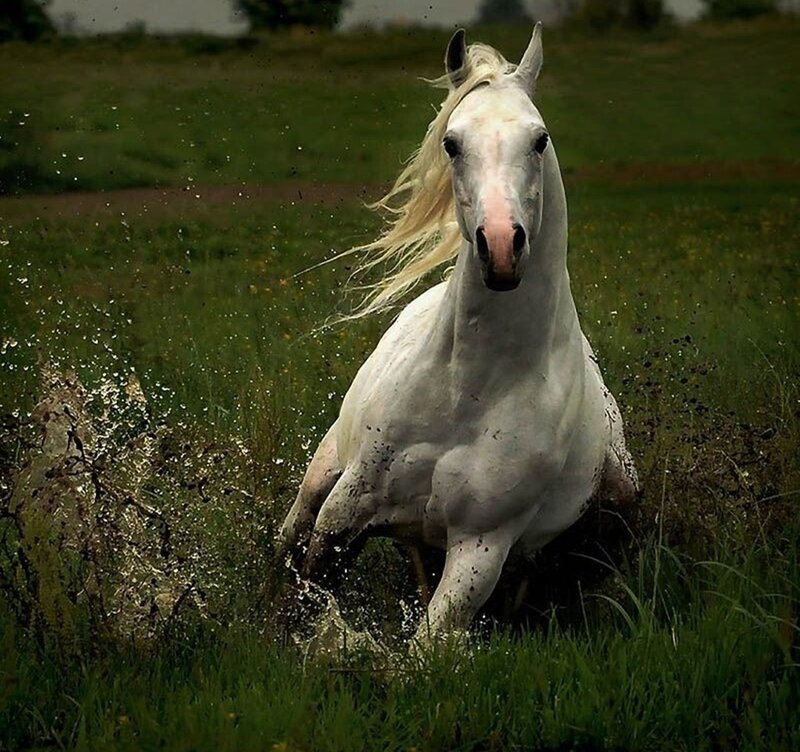 White Horse Running — Dynamic, Afternoon, Photograph, Grass, Mud