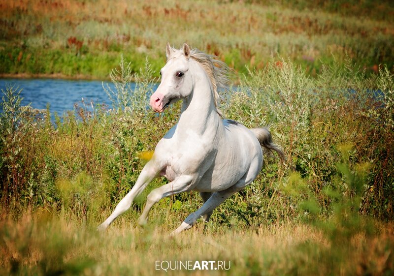 White Horse Running — Dynamic, Afternoon, Photograph, Grass, River