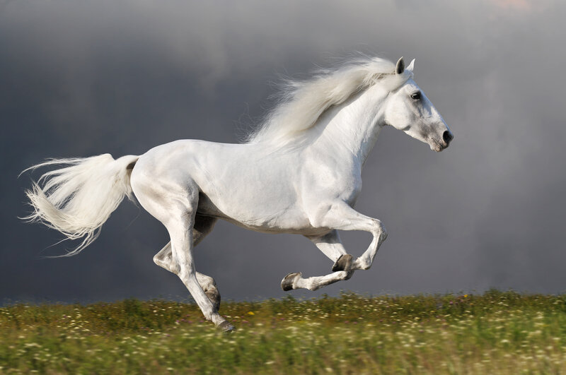 White Horse Running — Dynamic, Afternoon, Photograph, Grass, Sky, Tail