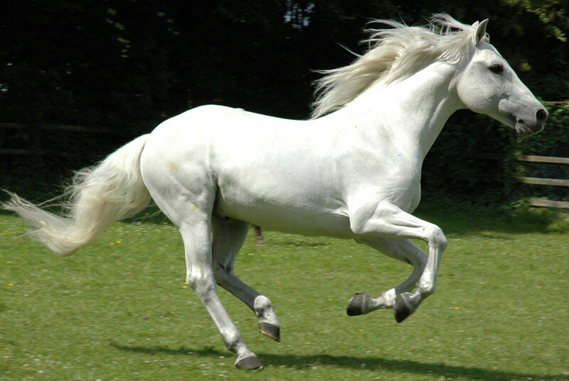 White Horse Running — Dynamic, Afternoon, Photograph, Grass