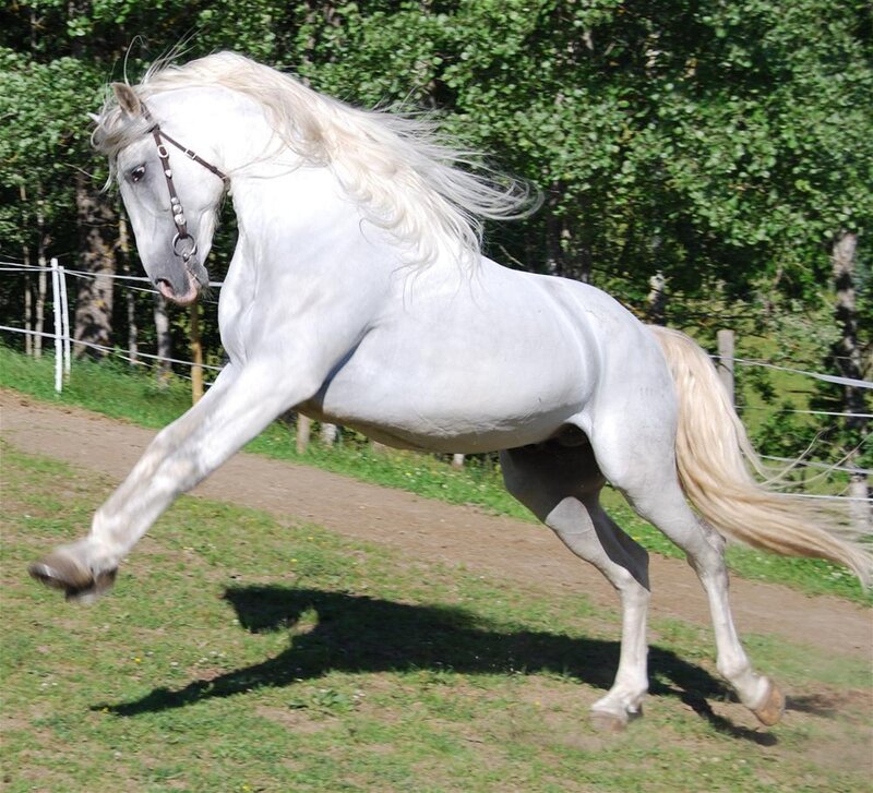 White Horse Running — Dynamic, Afternoon, Photograph, Grass, Trees, Fence, Green