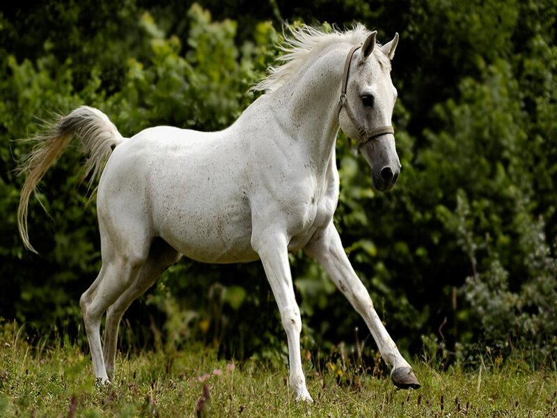 White Horse Running — Dynamic, Afternoon, Photograph, Grass, Trees, Saddle
