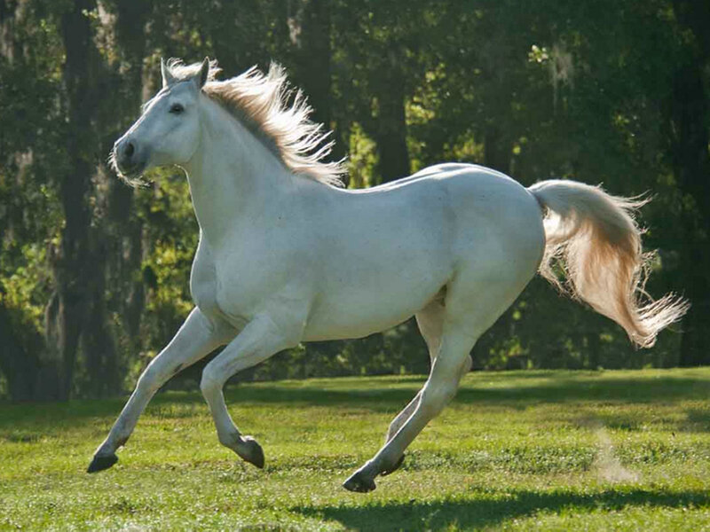 White Horse Running — Dynamic, Afternoon, Photograph, Grass, Trees, Sunlight