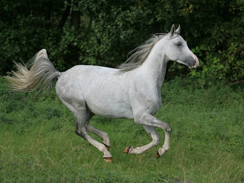 White Horse Running — Dynamic, Afternoon, Photograph, Grass, Trees, Tail