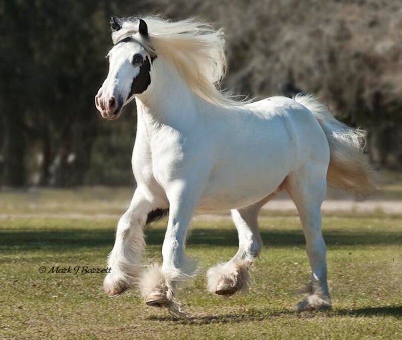 White Horse Running — Dynamic, Afternoon, Photograph, Grass, Trees