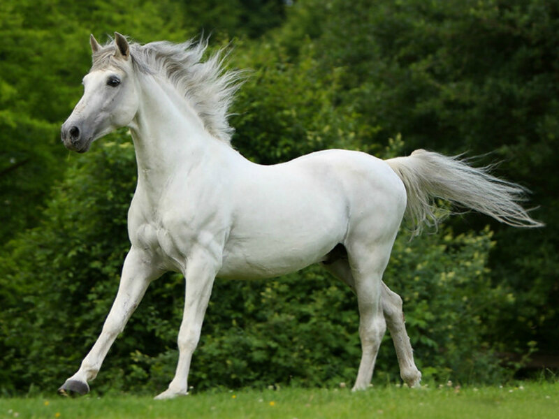 White Horse Running — Dynamic, Afternoon, Photograph, Grass, Trees, Wind