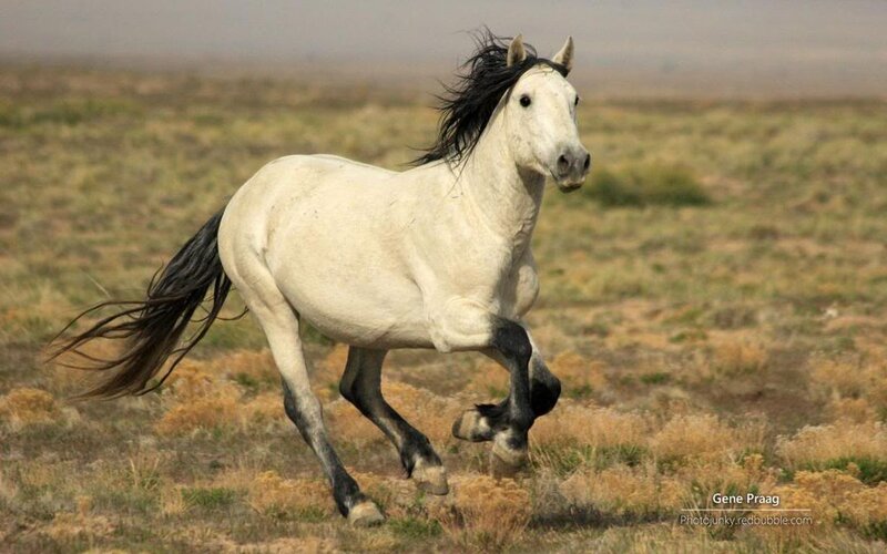 White Horse Running — Dynamic, Afternoon, Photograph, Grassland