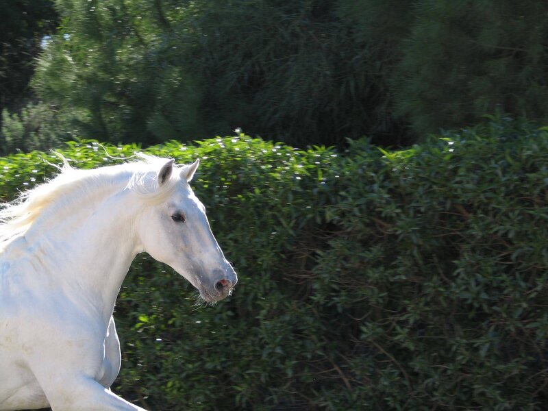 White Horse Running — Dynamic, Afternoon, Photograph, Hedge