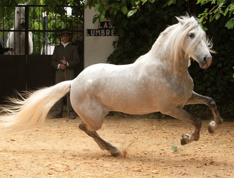 White Horse Running — Dynamic, Afternoon, Photograph, Man