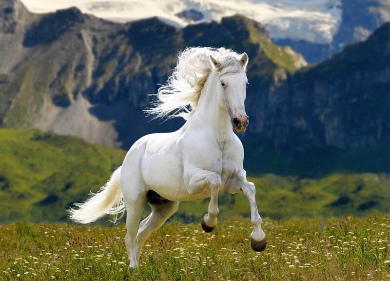 White Horse Running — Dynamic, Afternoon, Photograph, Mountains