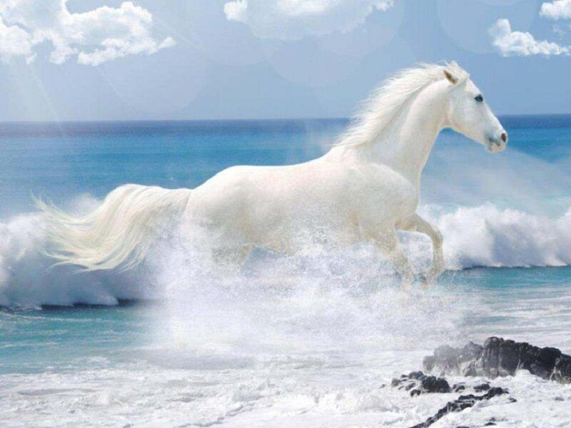 White Horse Running — Dynamic, Afternoon, Photograph, Ocean