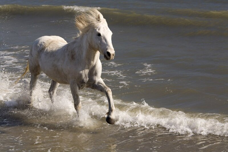 White Horse Running — Dynamic, Afternoon, Photograph, Ocean, Waves, Sand