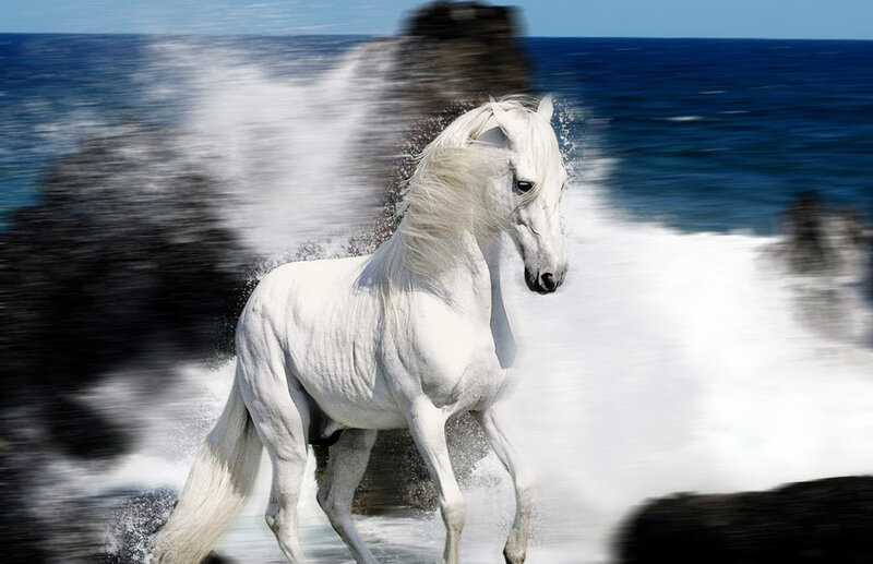 White Horse Running — Dynamic, Afternoon, Photograph, Ocean, Waves