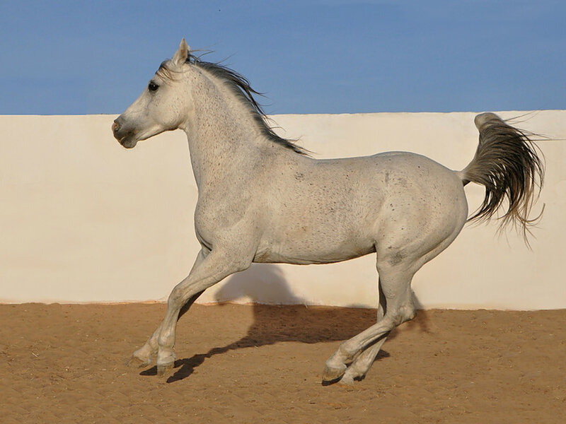 White Horse Running — Dynamic, Afternoon, Photograph, Sand
