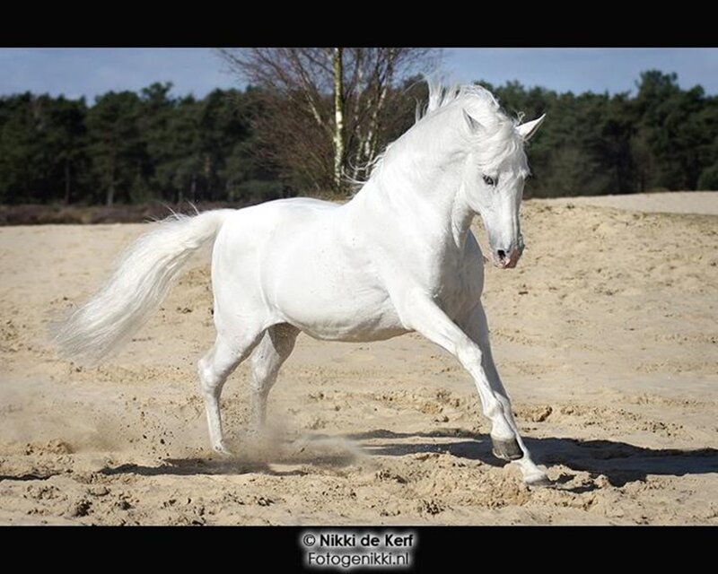 White Horse Running — Dynamic, Afternoon, Photograph, Sand, Trees