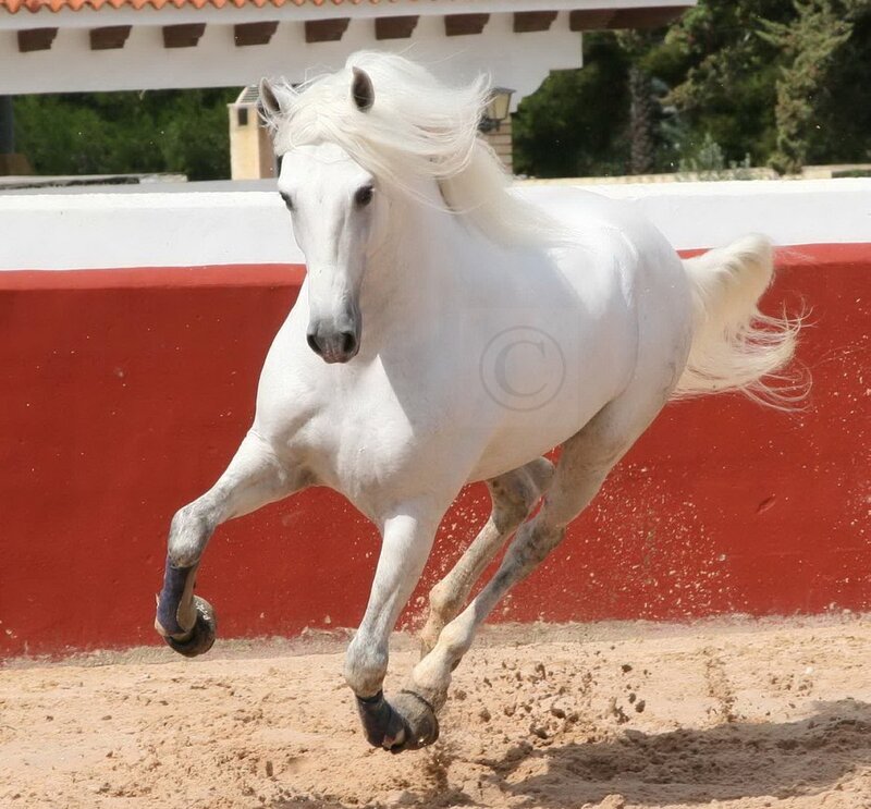 White Horse Running — Dynamic, Afternoon, Photograph, Sandy Ground