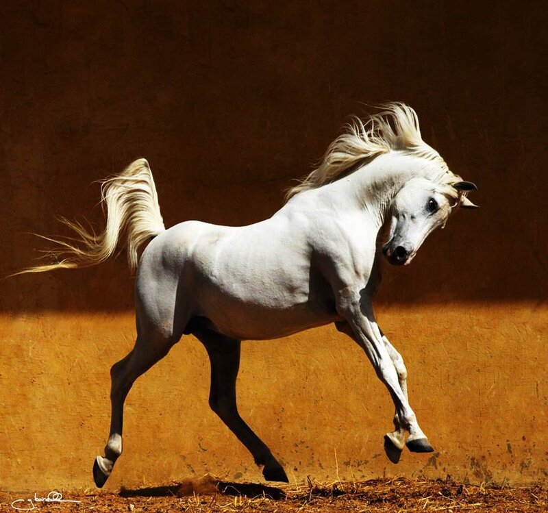 White Horse Running — Dynamic, Afternoon, Photograph, Tail
